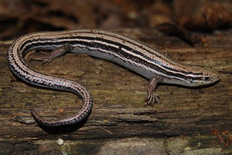 Young skinks are on their own within two days of hatching. . Prairie skink